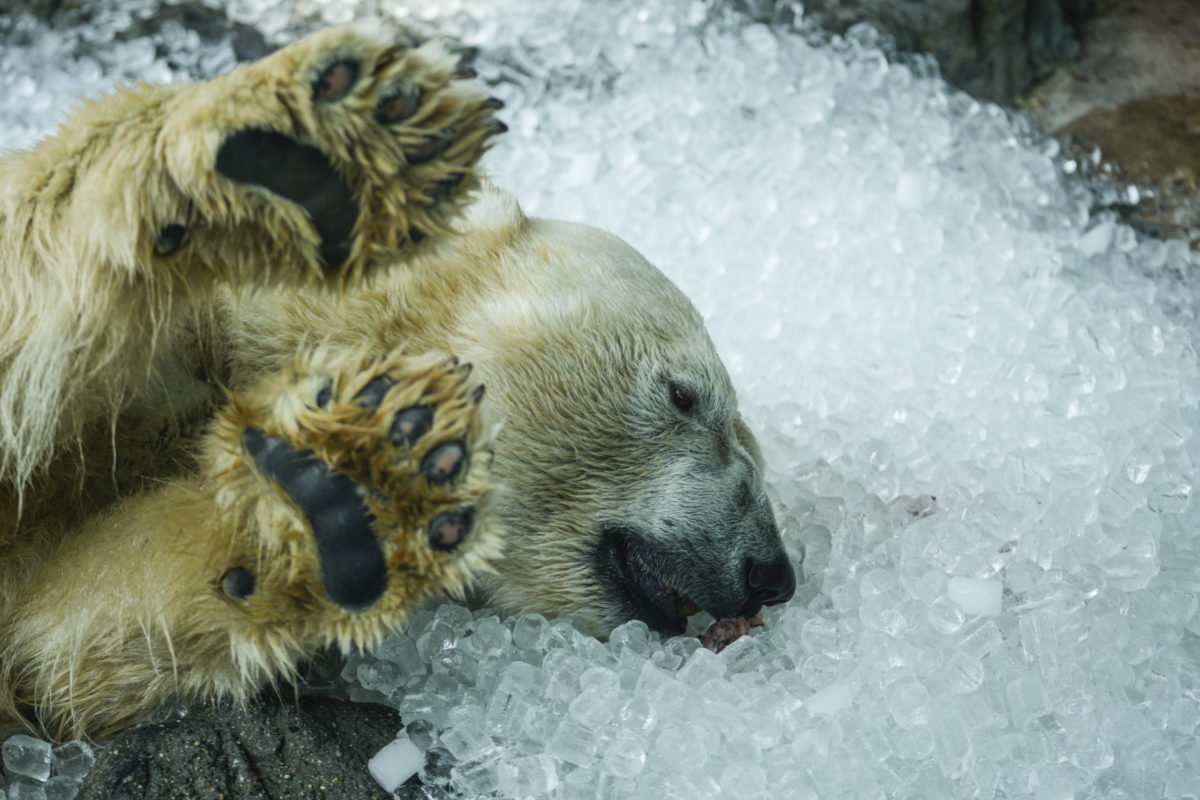 Harc a hőség ellen a Prágai Állatkertben