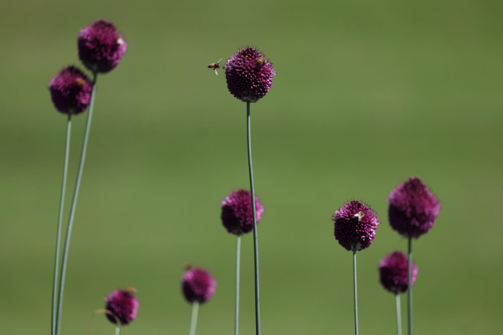 Nyár Nagy-Britanniában