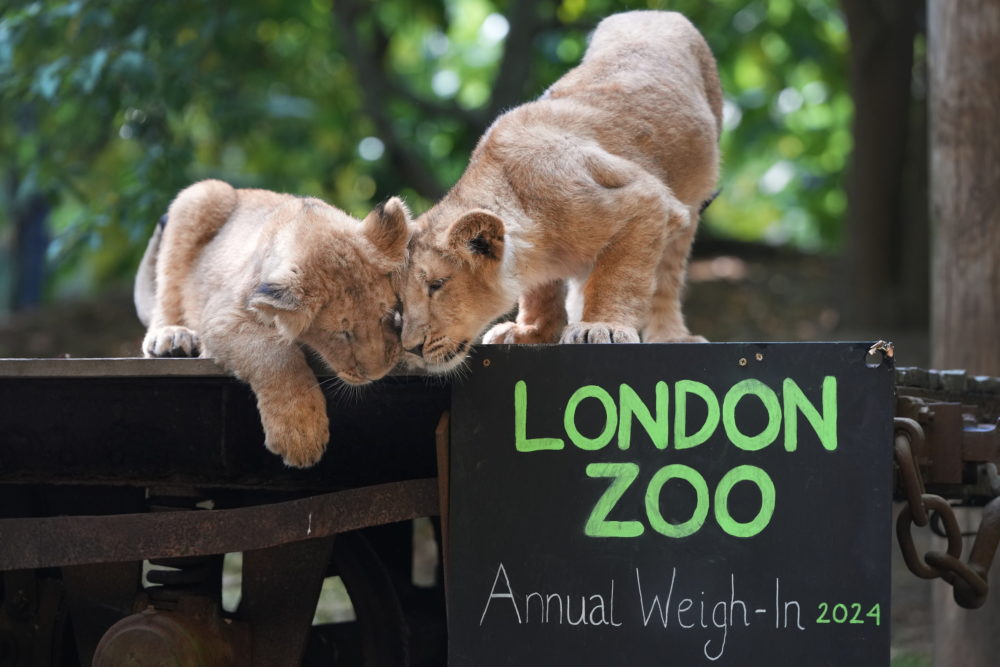 Ázsiai oroszlánkölykök