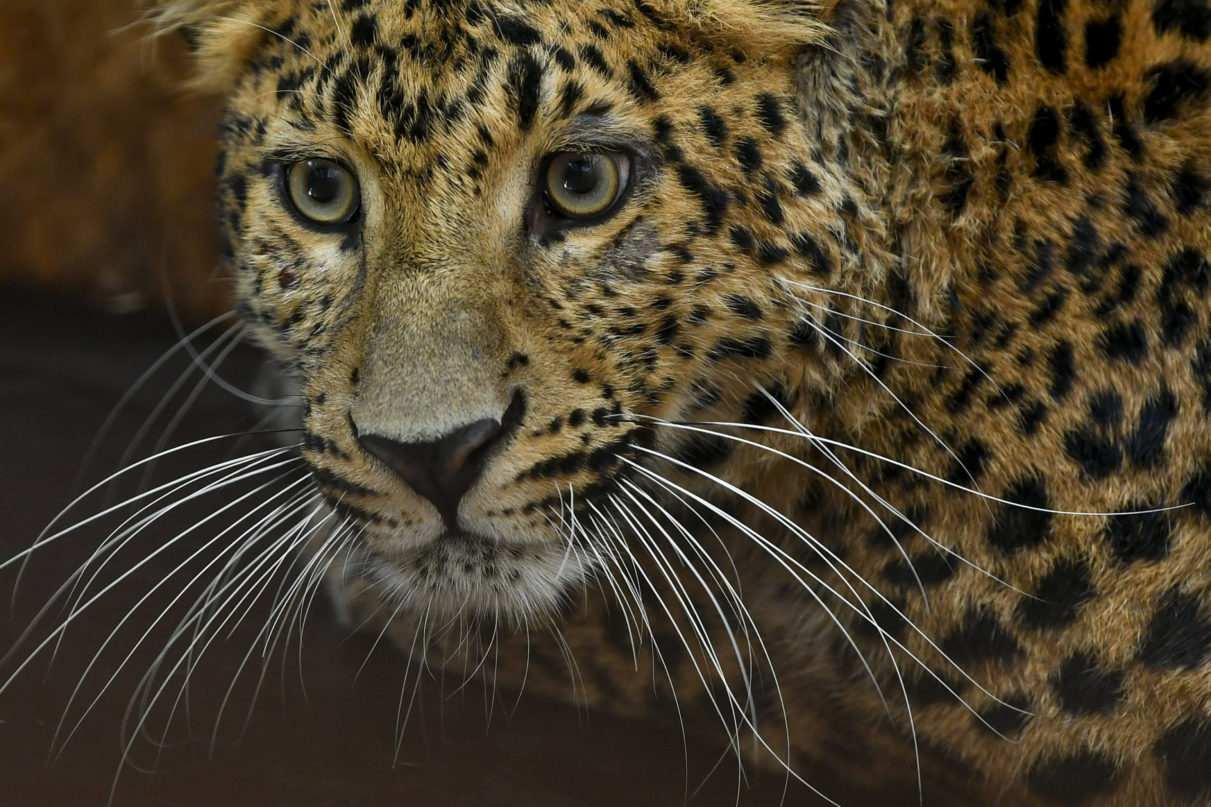 Leopárd gyilkolt Szlovákiában