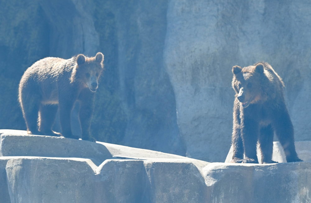 Újra láthatóak lesznek barnamedvék a Fővárosi Állat- és Növénykertben