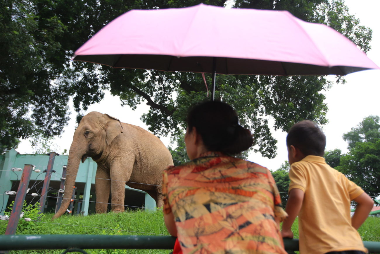 Az elefántok világnapja