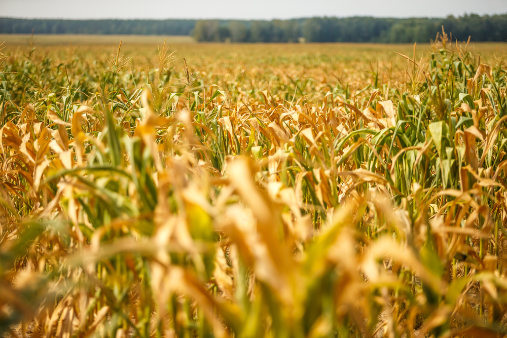 Az előzetes becslések szerint elég lesz a kukorica a hazai igényekre