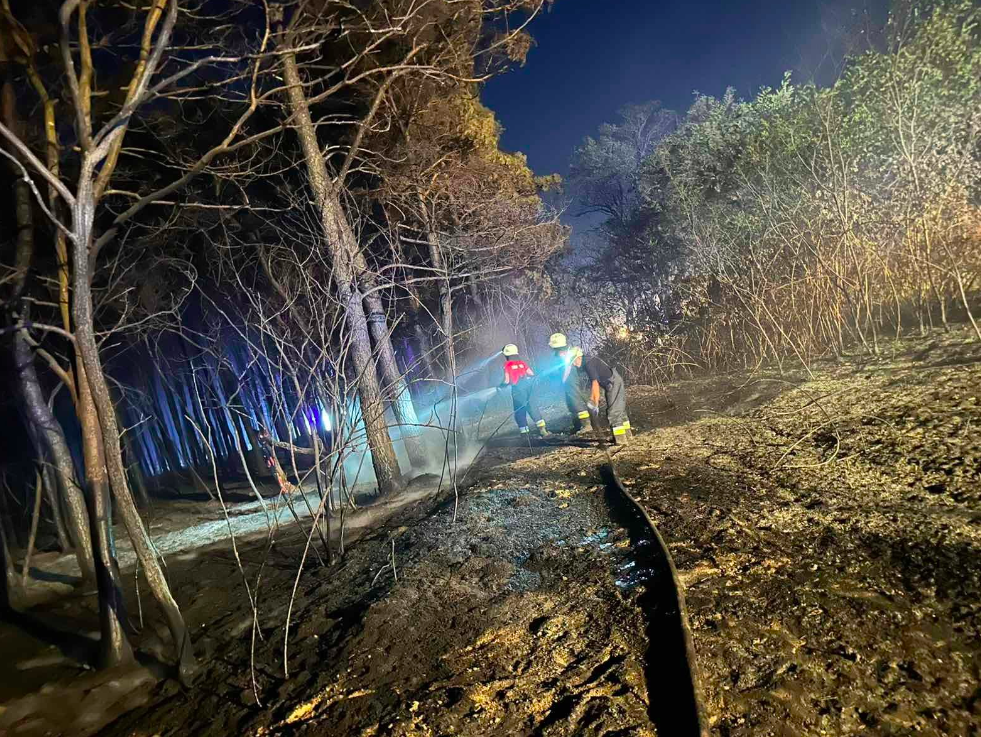 Segítség az erdőtüzek utáni helyreállításhoz