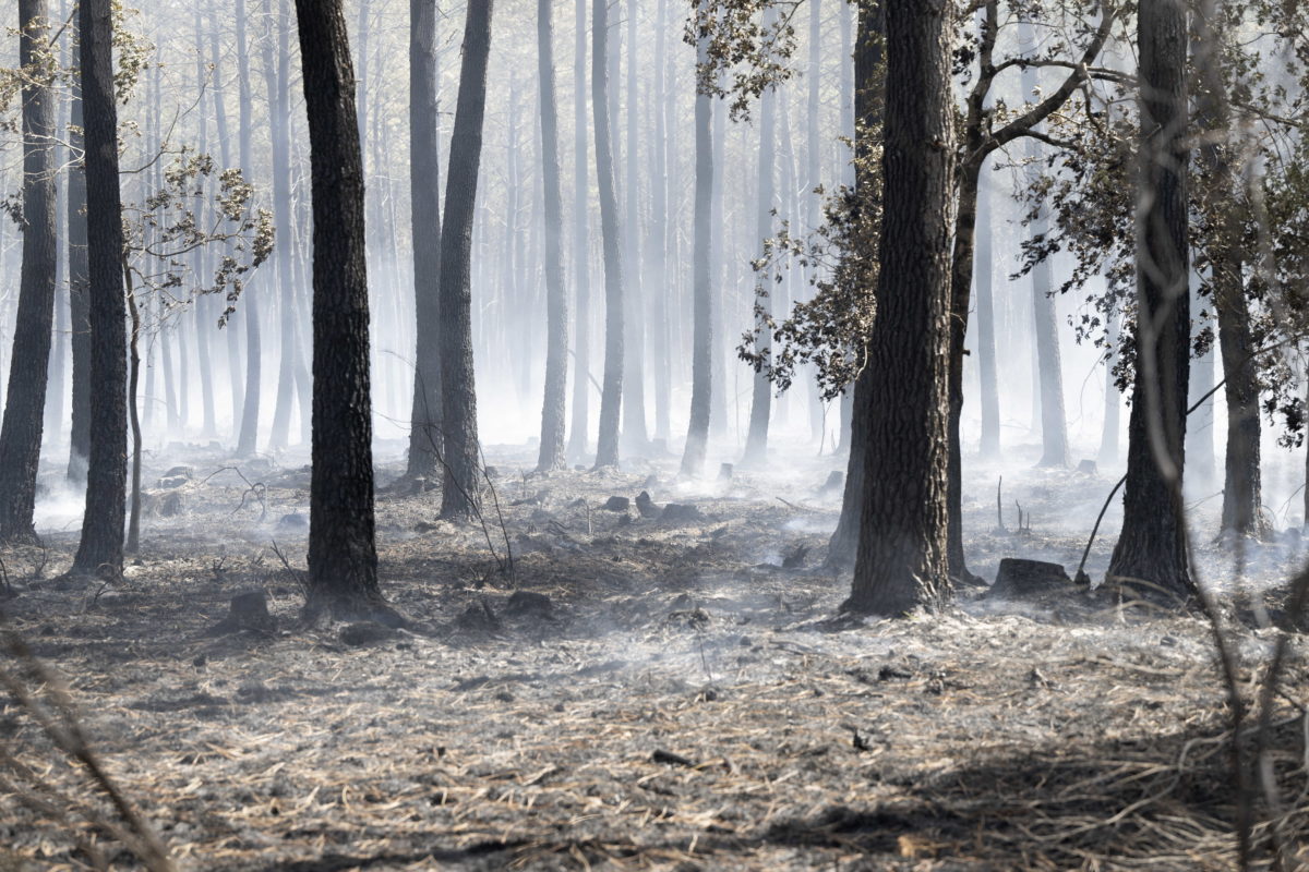 Miközben hazánkat elmossa a víz, Dél-Franciaországban erdőtűz tombol