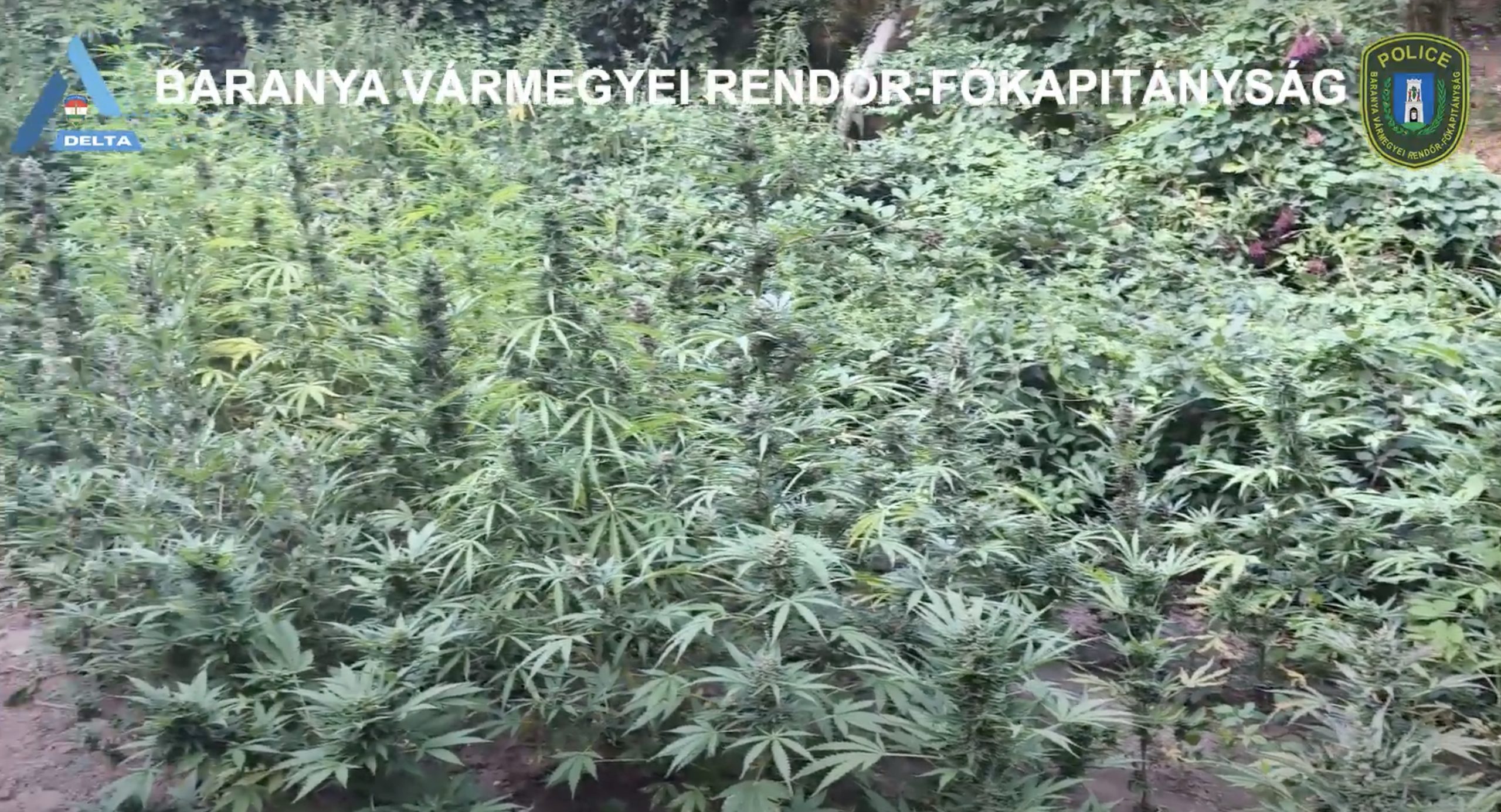 Óriási mennyiségű kannabiszt találtak a rendőrök egy kővágószőlősi férfinál