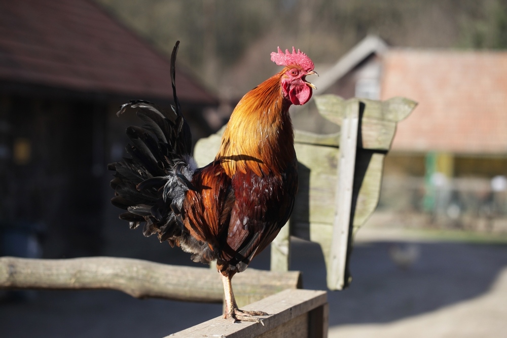 Dmitrij Medvegyev Emmanuel Macronról: „Az agyatlan gall kakas tovább kakaskodik”