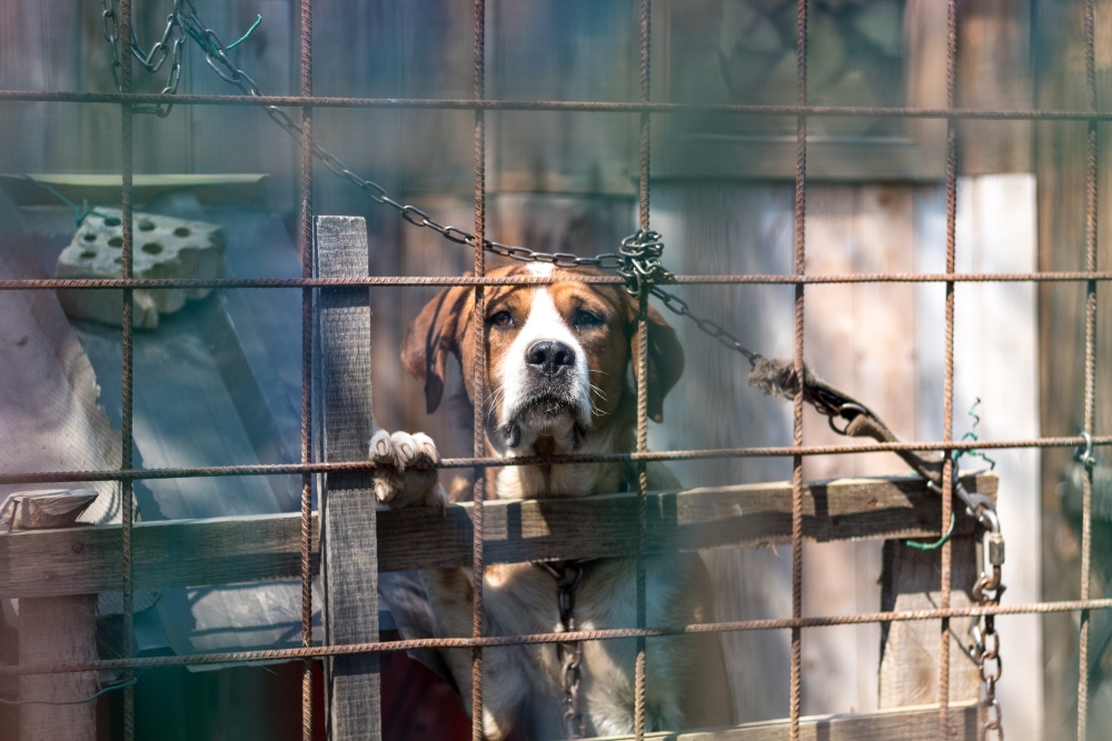 Halálra éheztette kutyáját egy nógrádi férfi
