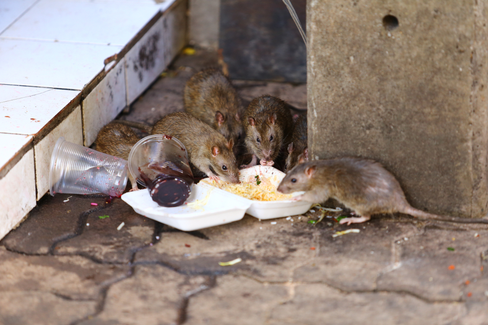 A patkányok már az autóban vannak!