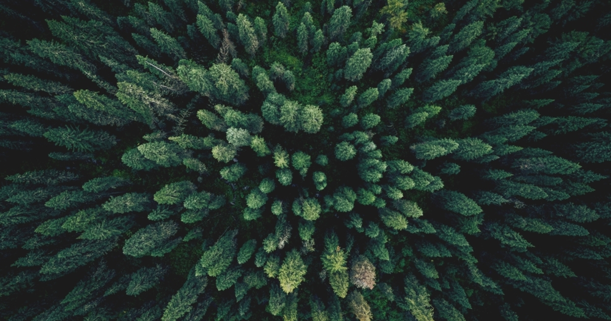 Arany rejtőzik a karácsonyfák tűleveleiben