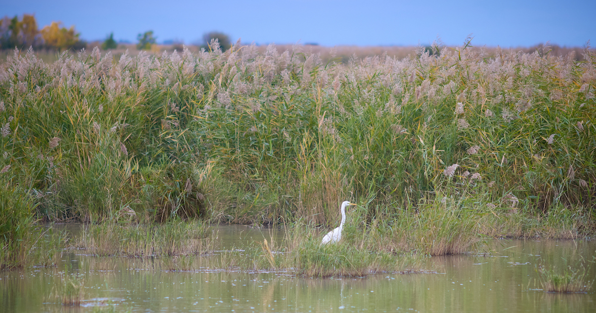 Visszanedvesítik az országot