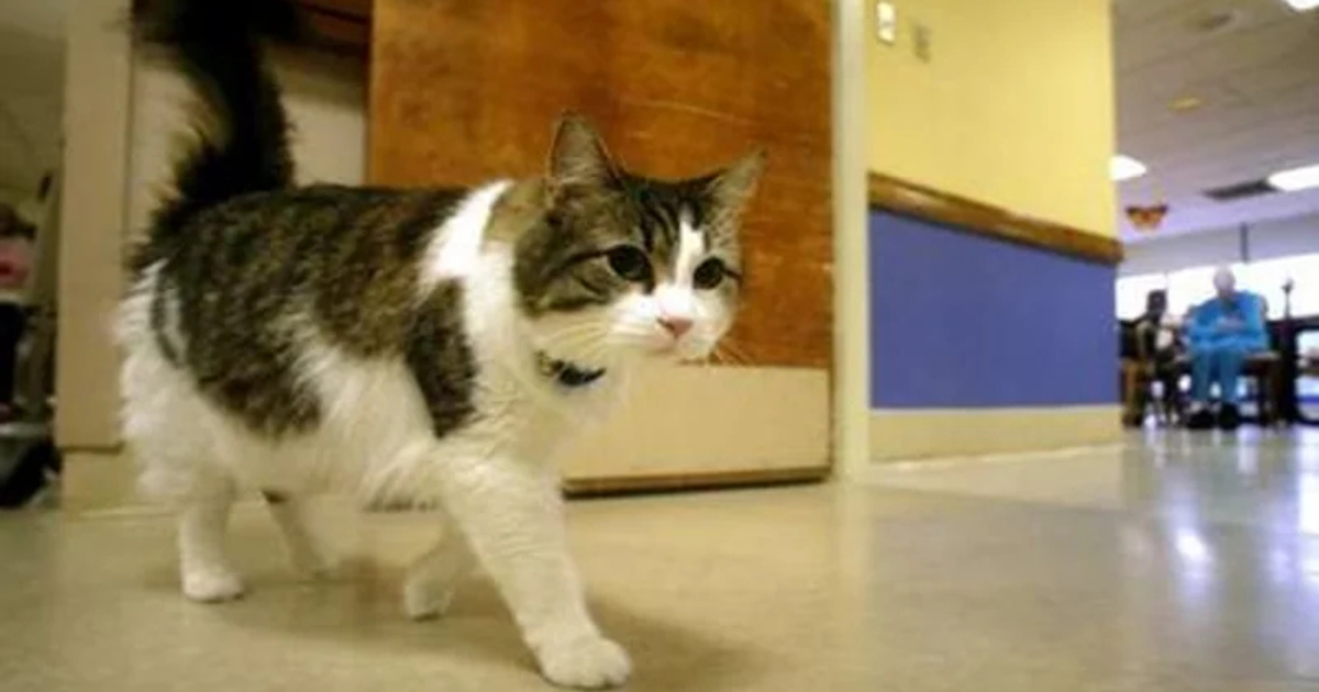 Oscar, a macska, aki képes megjósolni a halált + Videó!