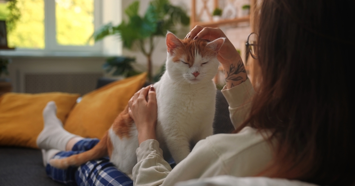 Tévhit, hogy a macskák közömbösek: 276 különböző arckifejezéssel kommunikálnak