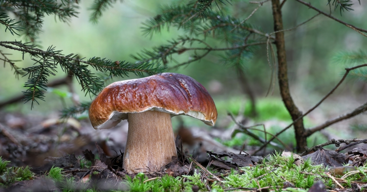 Miért olyan „húsosak” a gombák?