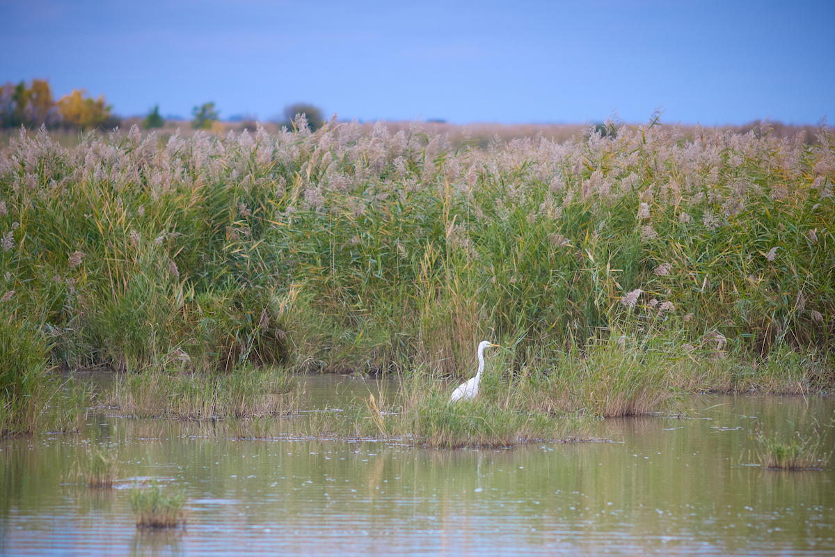 Visszanedvesítik az országot