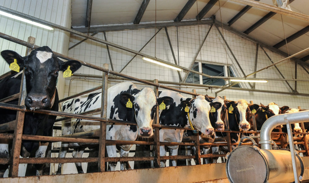 Újabb jelentős segítséget nyújt a kormány a tejágazat szereplőinek