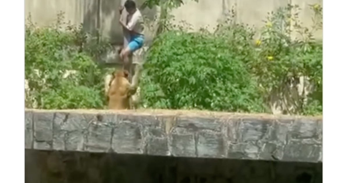 Hülyeségolimpia: bemászott az oroszlánok közé, nem jött ki élve