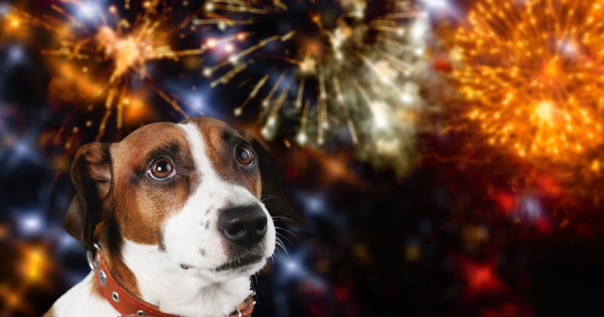 Szilveszteri pánik a kutyáknál? Így készítheti fel kedvencét a tűzijátékra