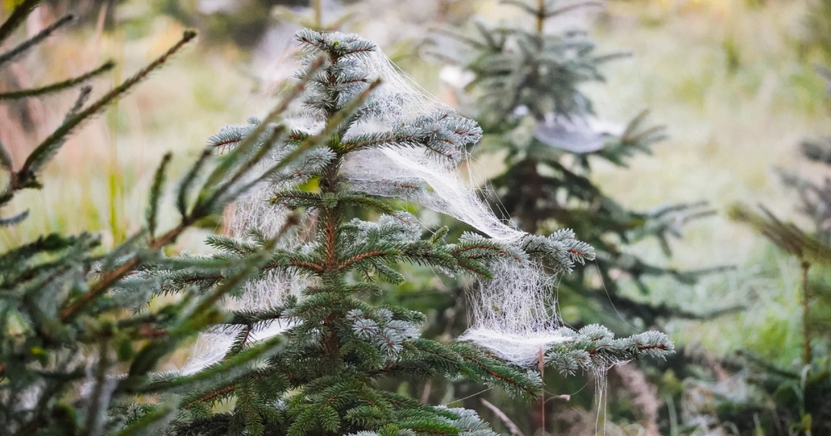 Vigyázat, kéretlen látogatókat vihetünk haza a karácsonyfával!