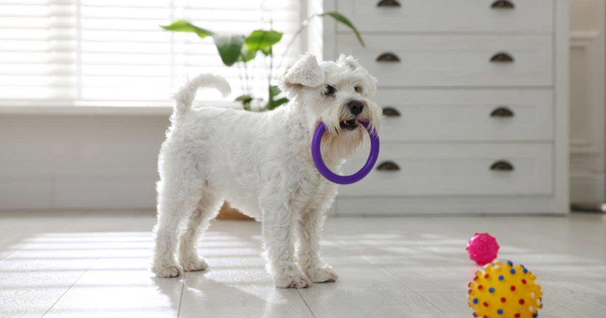 Itt a válasz, hogy miért rejtegeti a kutya az ételt és a játékait