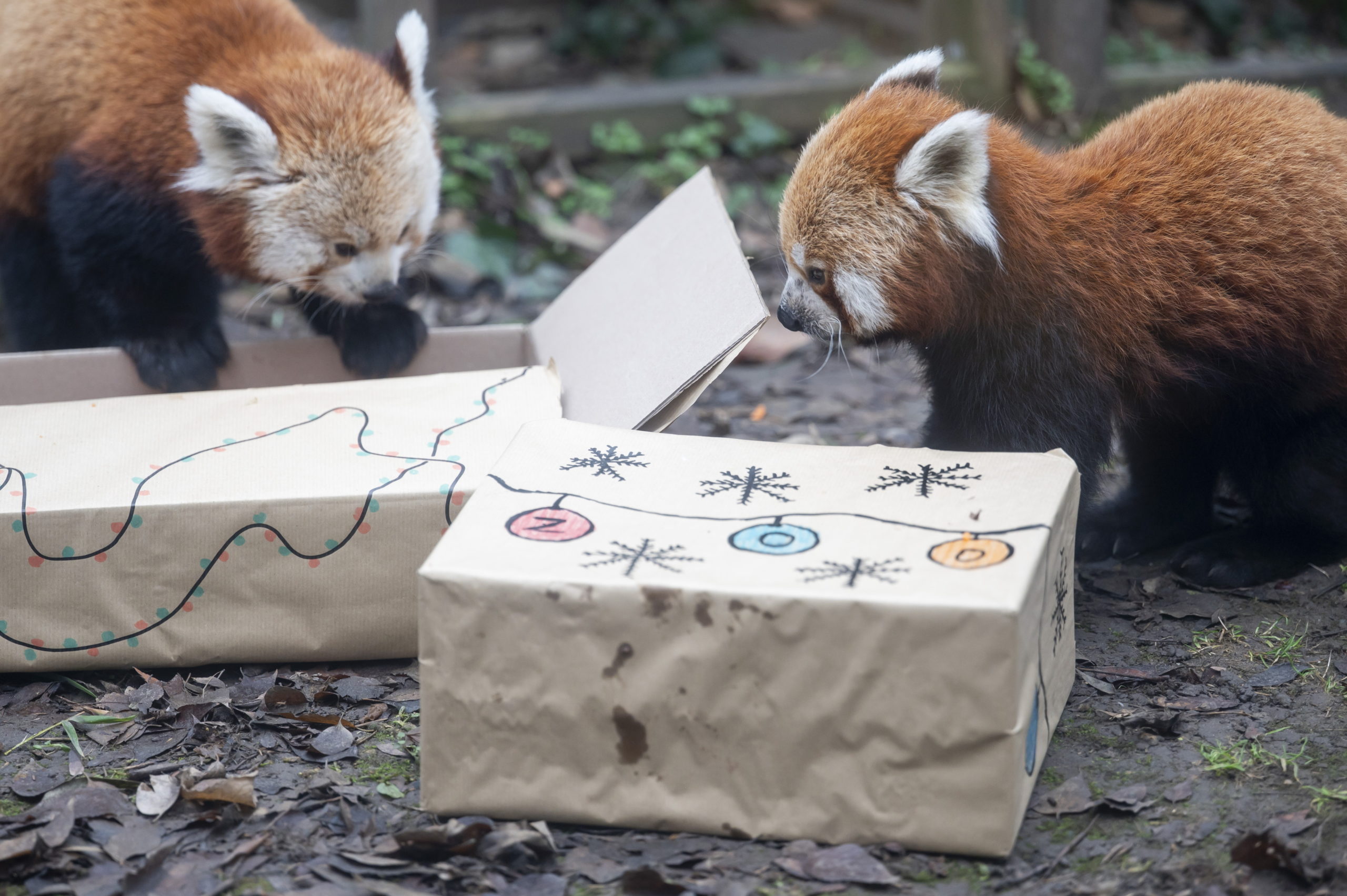 Állatok karácsonya a Fővárosi Állat- és Növénykertben