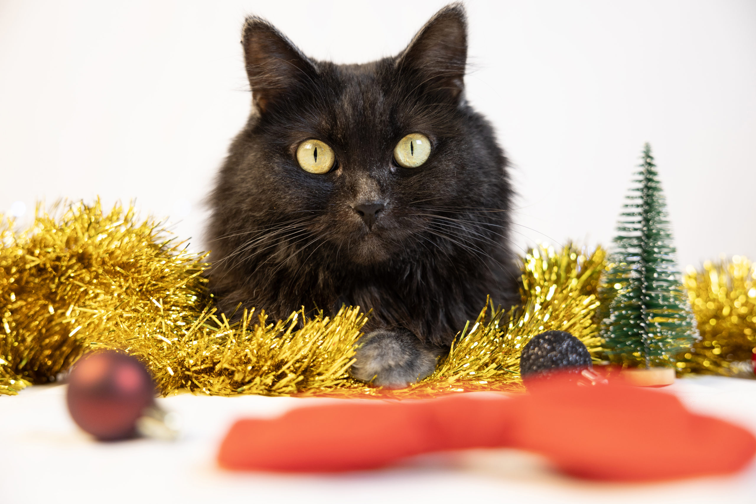 Karácsonyi várakozás