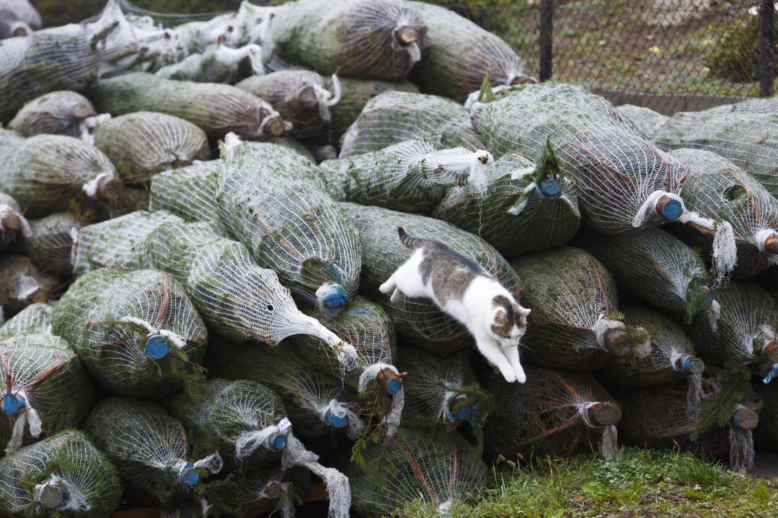 Karácsonyfák kalandora