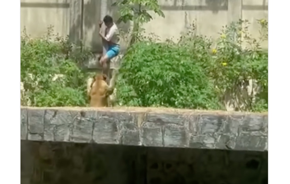 Hülyeségolimpia: bemászott az oroszlánok közé, nem jött ki élve