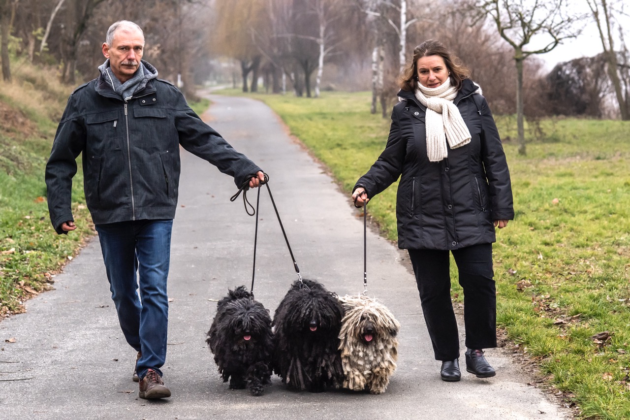 Kutya, magyaroknak teremtve