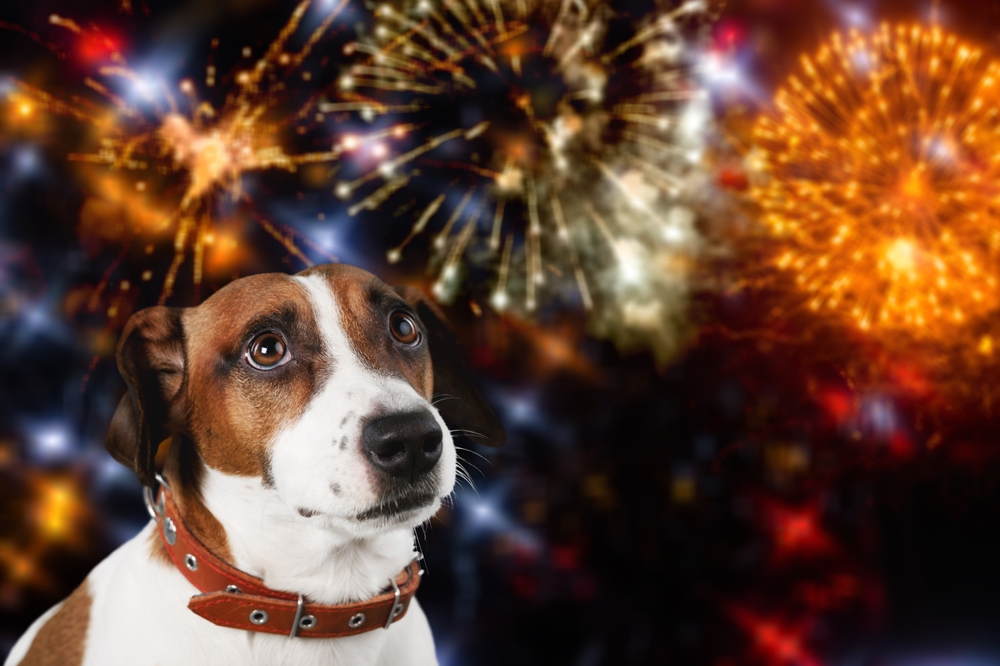 Szilveszteri pánik a kutyáknál? Így készítheti fel kedvencét a tűzijátékra