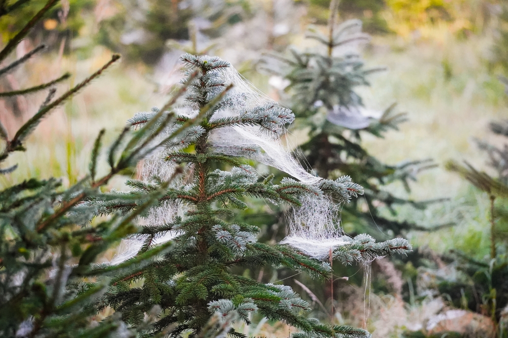 Vigyázat, kéretlen látogatókat vihetünk haza a karácsonyfával!