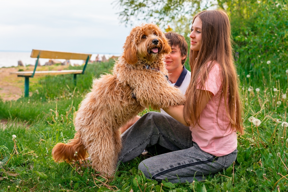 Gyógyító kutyák?!