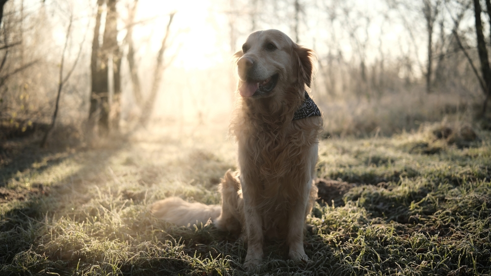 Fagyos éjszaka után szeles nap jön