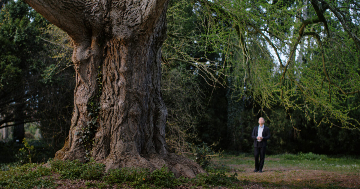 Jelenetek egy páfrányfenyő életéből