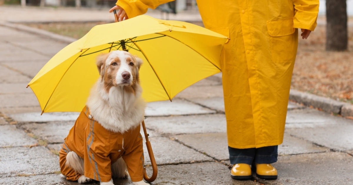 Borongós, esős nap ónos esővel