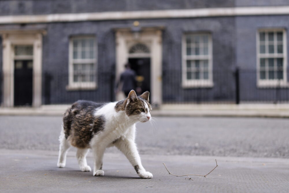 A brit kormányfői rezidencia macskája
