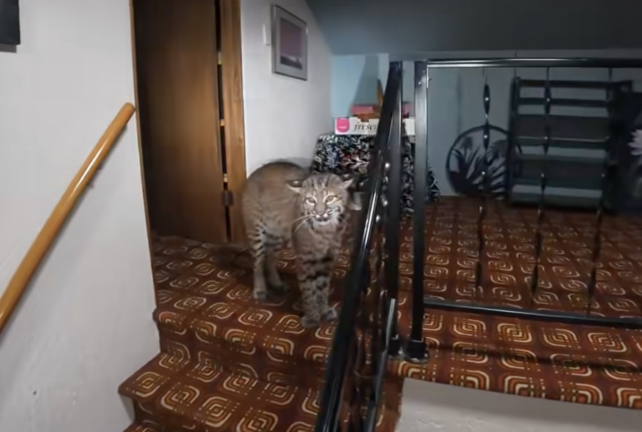 Betörés miatt szállt ki a rendőrség, döbbenetes, amit találtak (Videó)